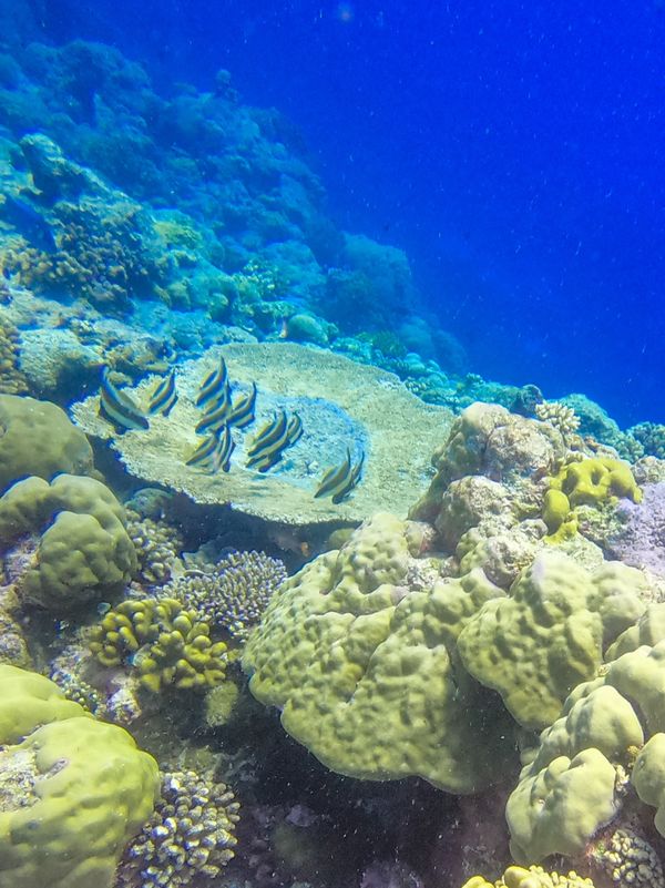 パラオ・コロール「20200131 Palau🇵🇼」の写真