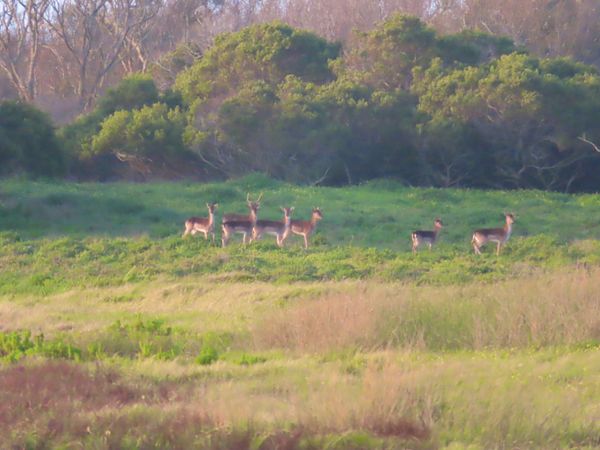 南アフリカ・ケープタウン「ペンギン調査に参加！」の写真：GameCountで遭遇した鹿の群れ！
...