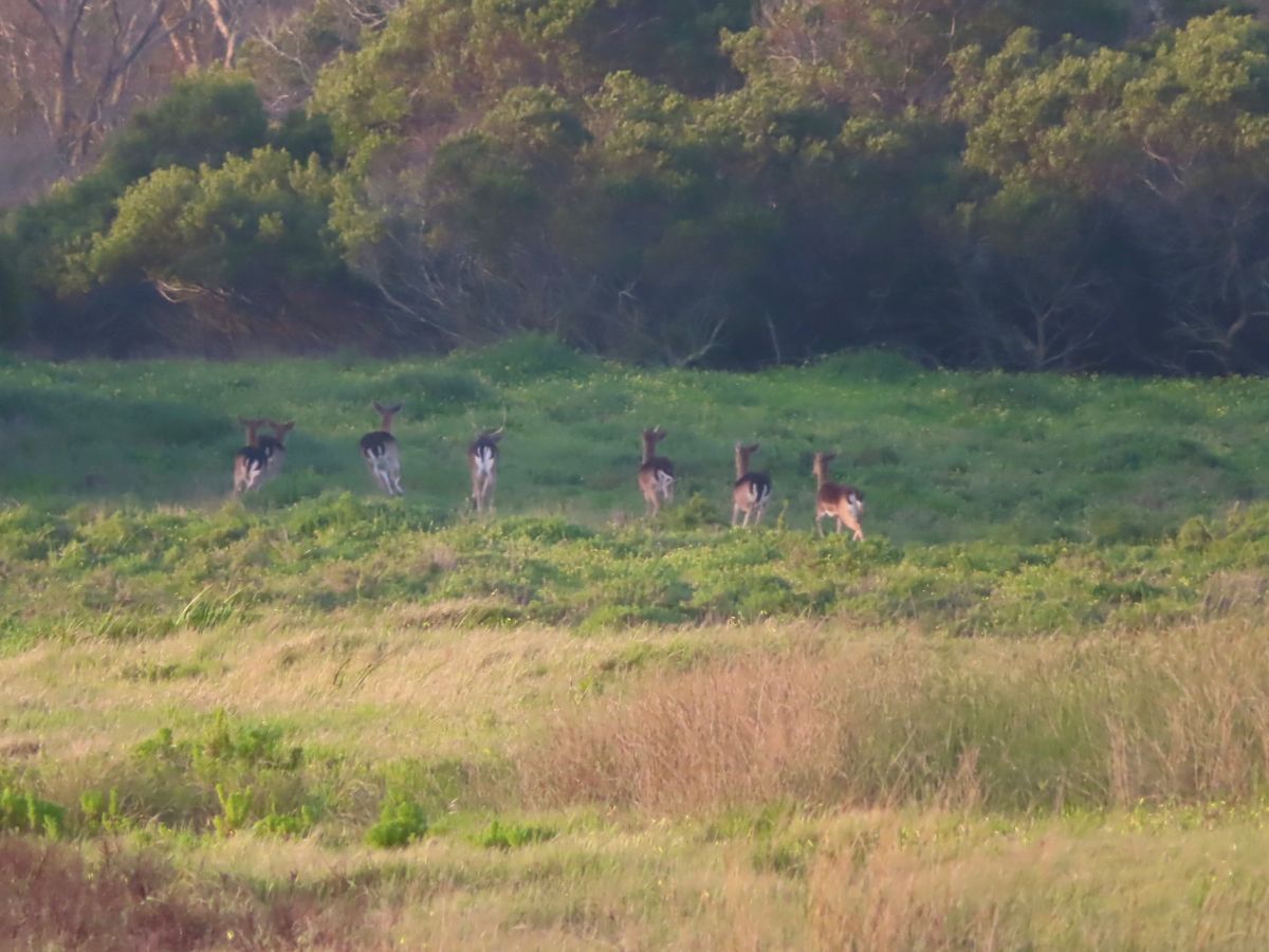 GameCountで遭遇した鹿の群れ！
圧倒的にメスが多い

かなり遠くで...