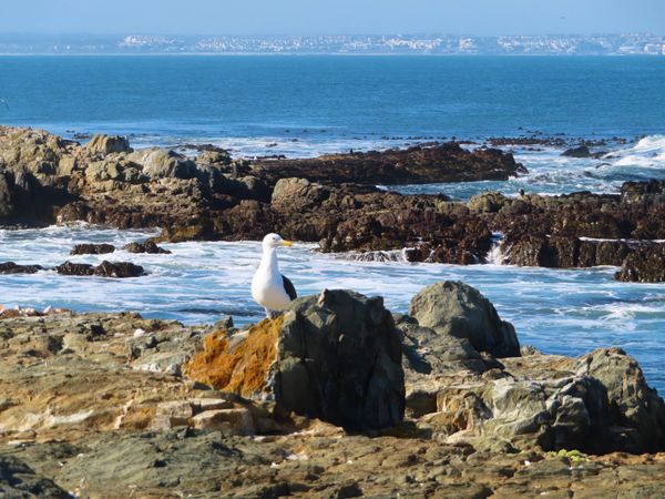 南アフリカ・ケープタウン「ペンギン調査に参加！」の写真：ロベン島には海鳥がたくさんいるんだけど、...