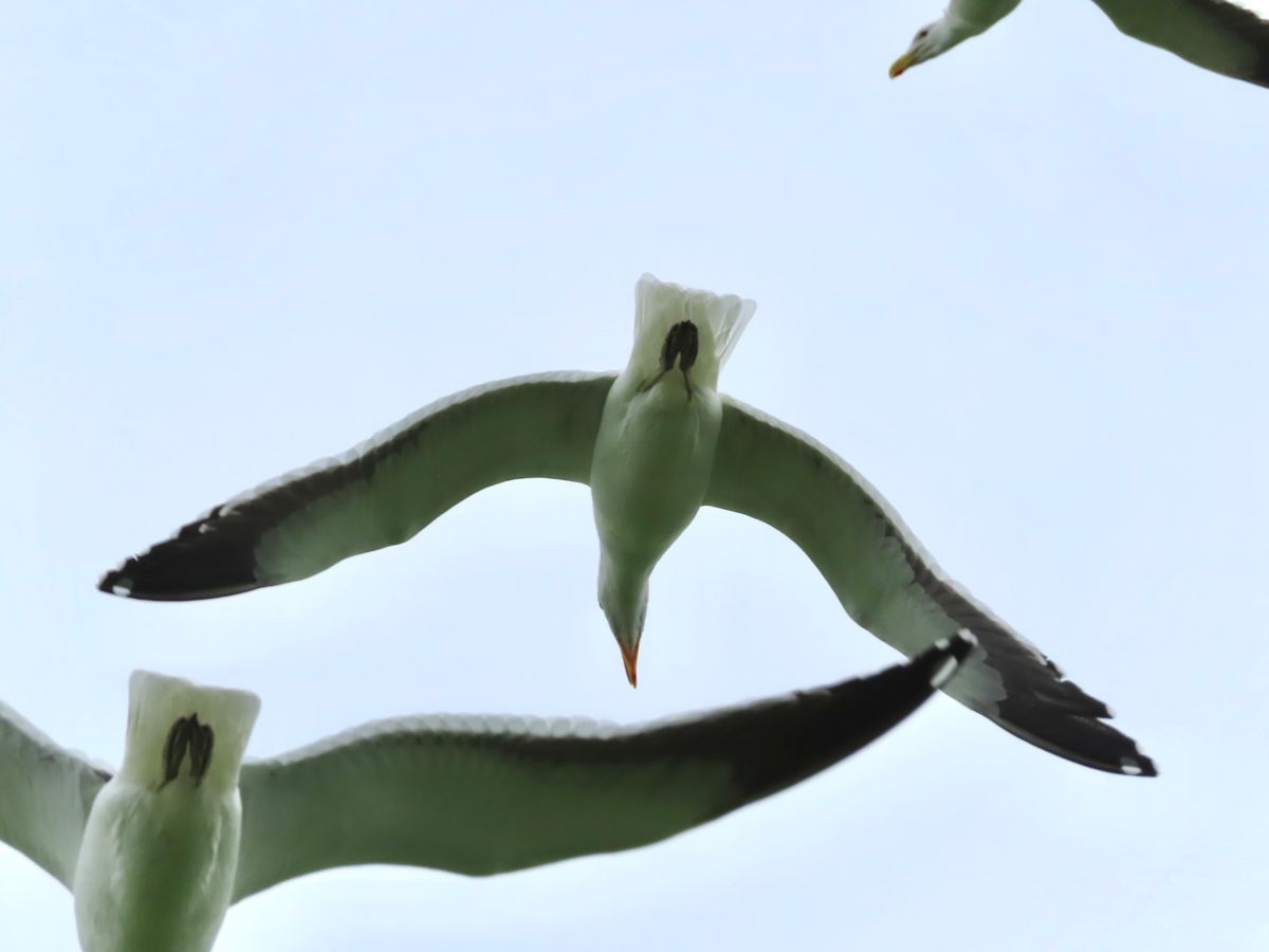 ロベン島には海鳥がたくさんいるんだけど、（本当に大群！）
バードウォッチャ...