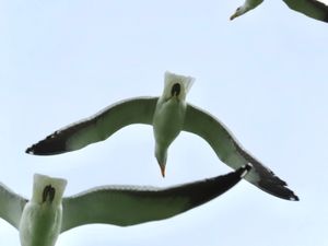 ロベン島には海鳥がたくさんいるんだけど、（本当に大群！）
バードウォッチャ...