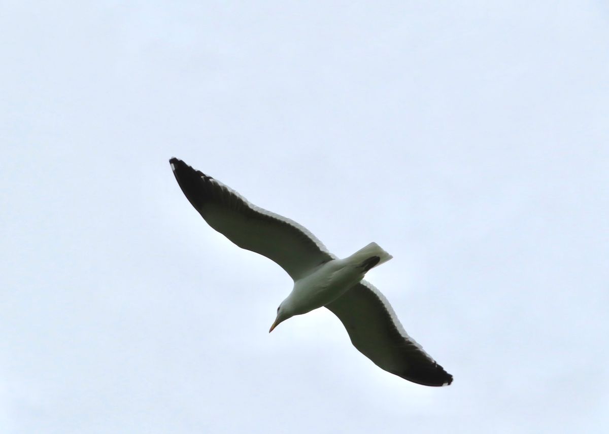 ロベン島には海鳥がたくさんいるんだけど、（本当に大群！）
バードウォッチャ...