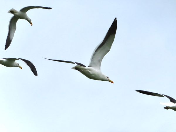 南アフリカ・ケープタウン「ペンギン調査に参加！」の写真：海鳥繋がりでアホウドリの和名の意味と
名...