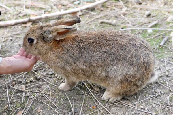 日本・広島「2020/2 Hiroshima」の写真：３日目。
大久野島〜竹原。
