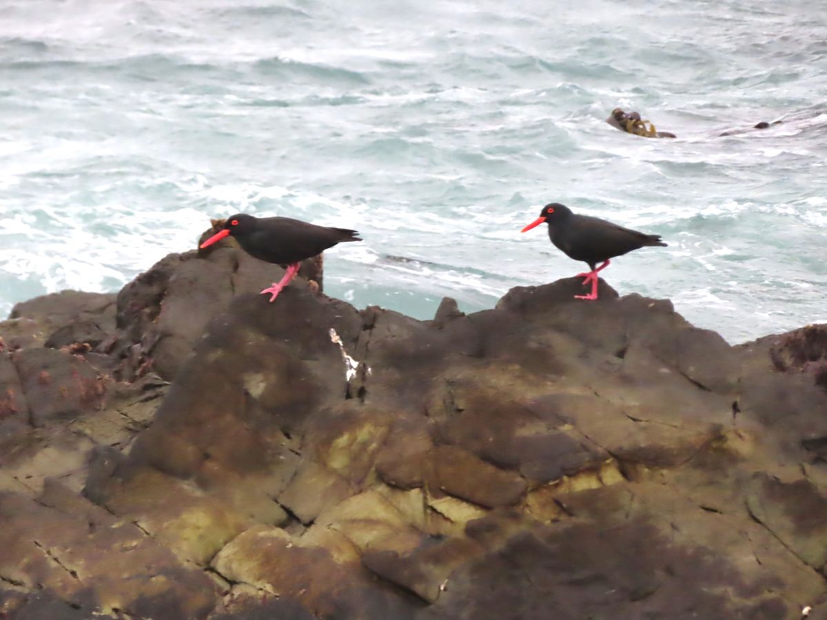 この黒い鳥も結構海岸にいたんだけど
何て鳥なの？
鳥の種類に詳しくないから...