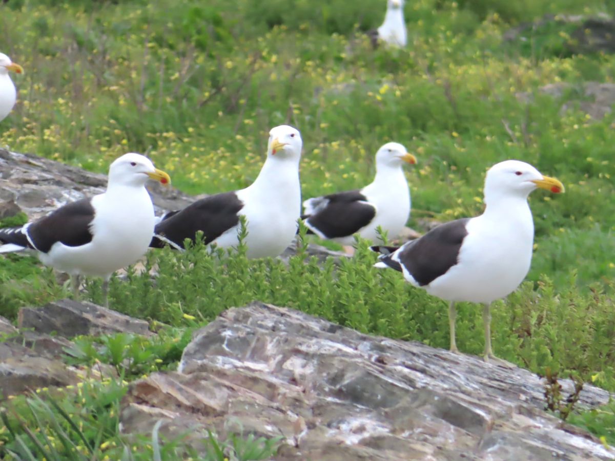 この黒い鳥も結構海岸にいたんだけど
何て鳥なの？
鳥の種類に詳しくないから...