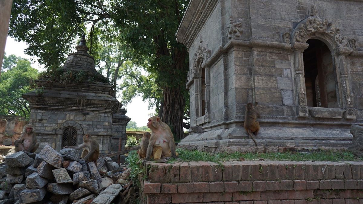 ネパール５日目。
エベレスト遊覧飛行に参加した後、市内散策。