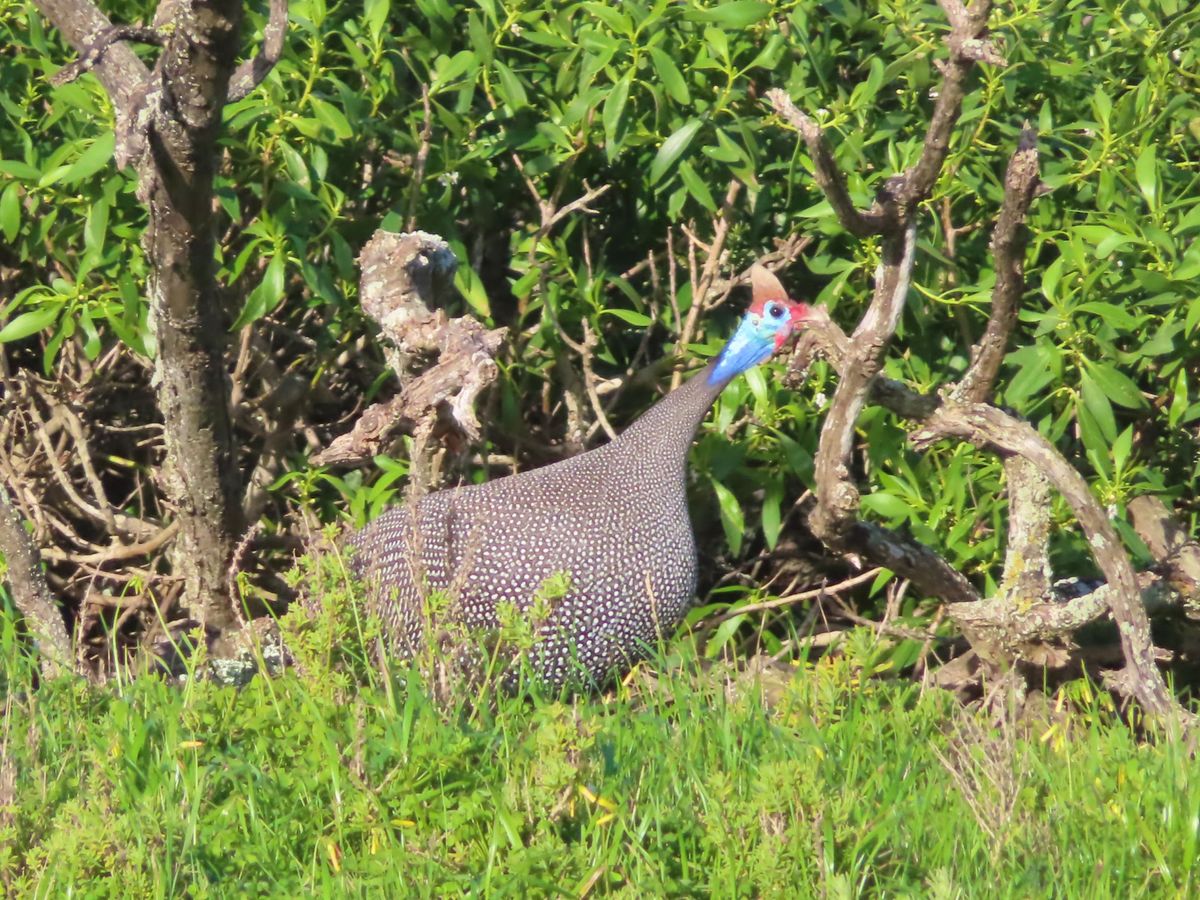 ホロホロ鳥？
この鳥ったら走るのがめちゃくちゃ早くて
写真撮るのすっごい難...