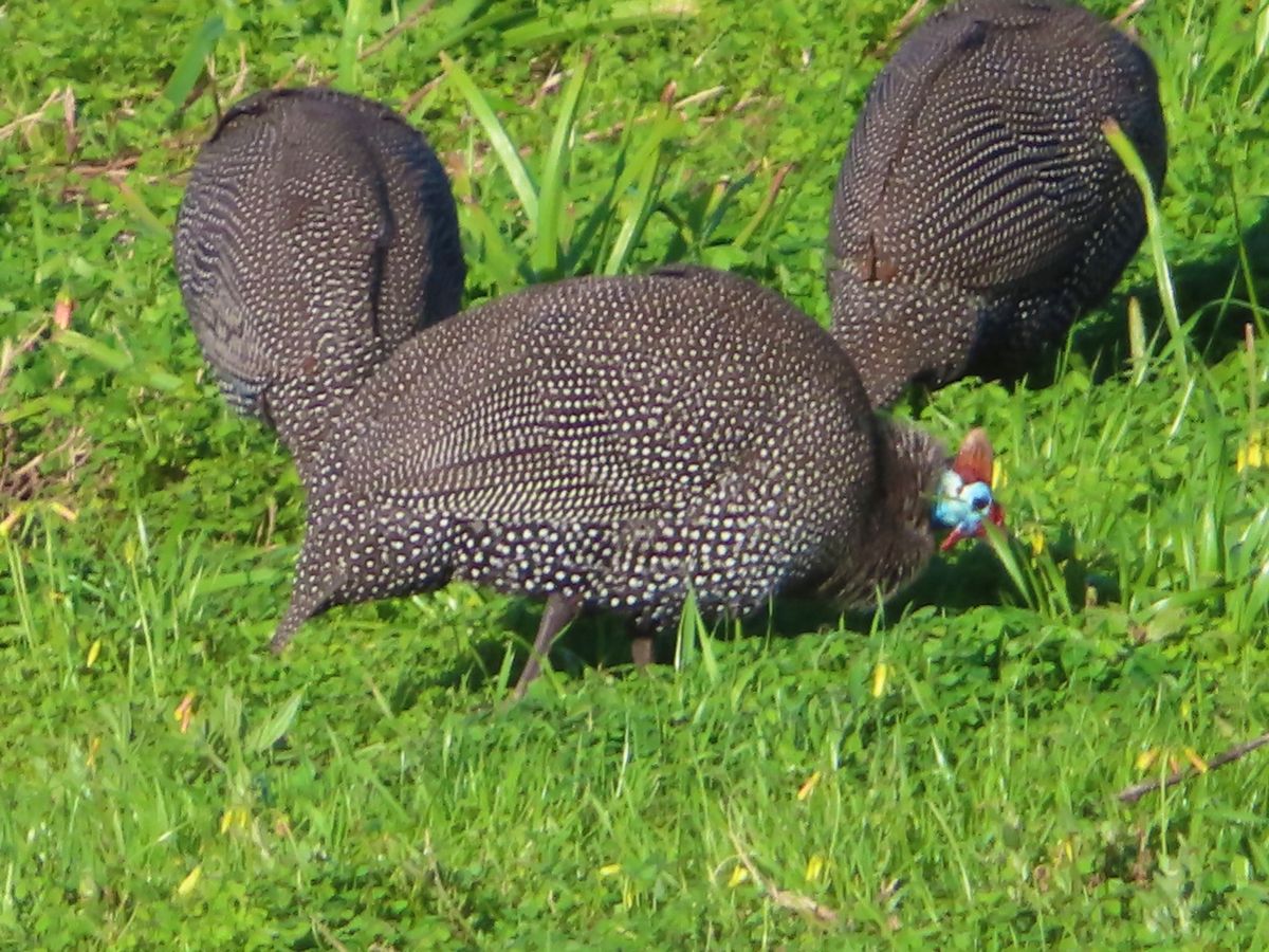 ホロホロ鳥？
この鳥ったら走るのがめちゃくちゃ早くて
写真撮るのすっごい難...