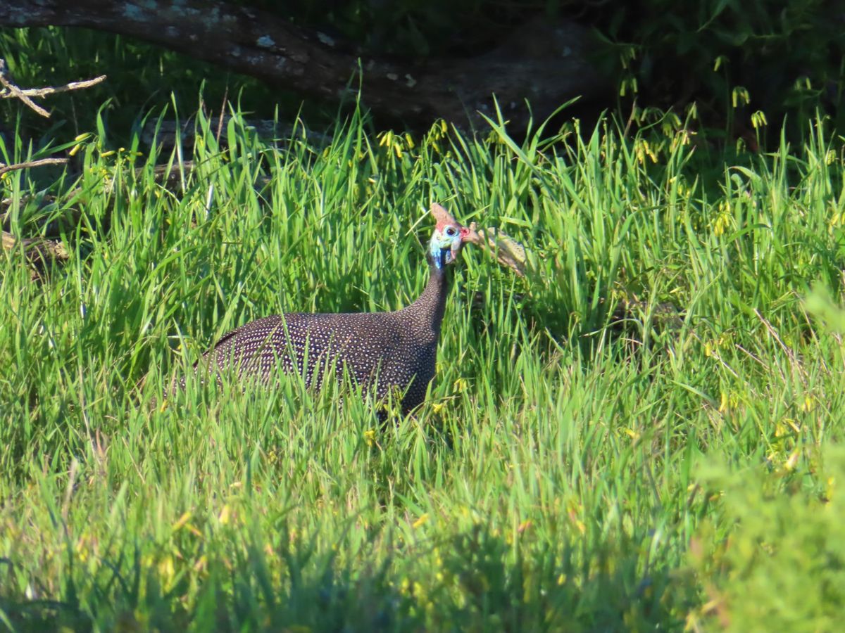 ホロホロ鳥？
この鳥ったら走るのがめちゃくちゃ早くて
写真撮るのすっごい難...