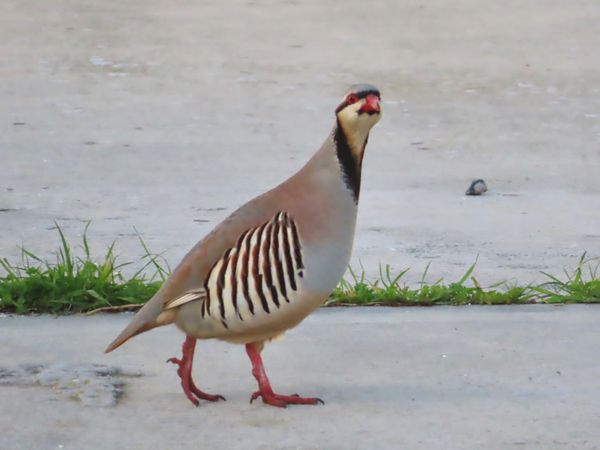 南アフリカ・ケープタウン「ペンギン調査に参加！」の写真：ロベン島にいる野鳥たち
バードウォッチャ...