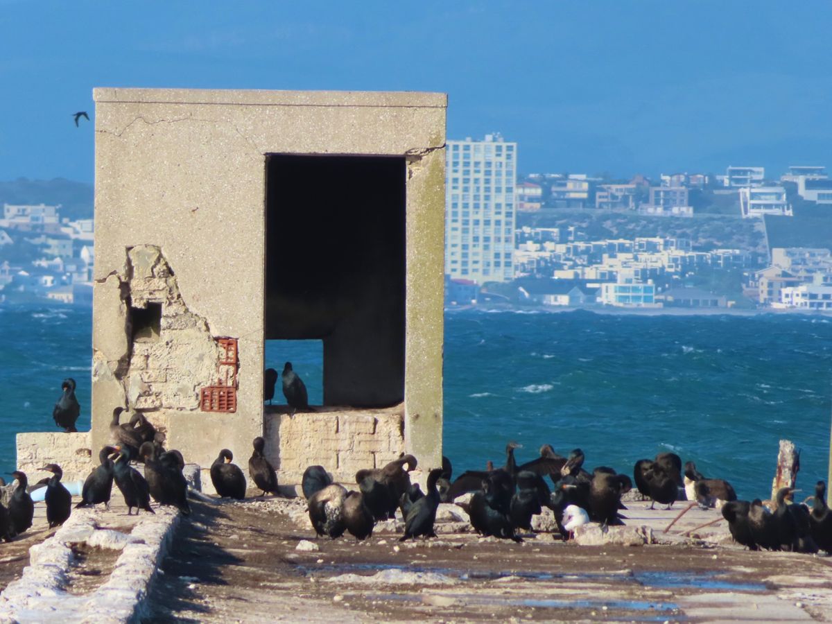 ロベン島にいる野鳥たち
バードウォッチャーは毎日色んな野鳥を見れて楽しいだ...