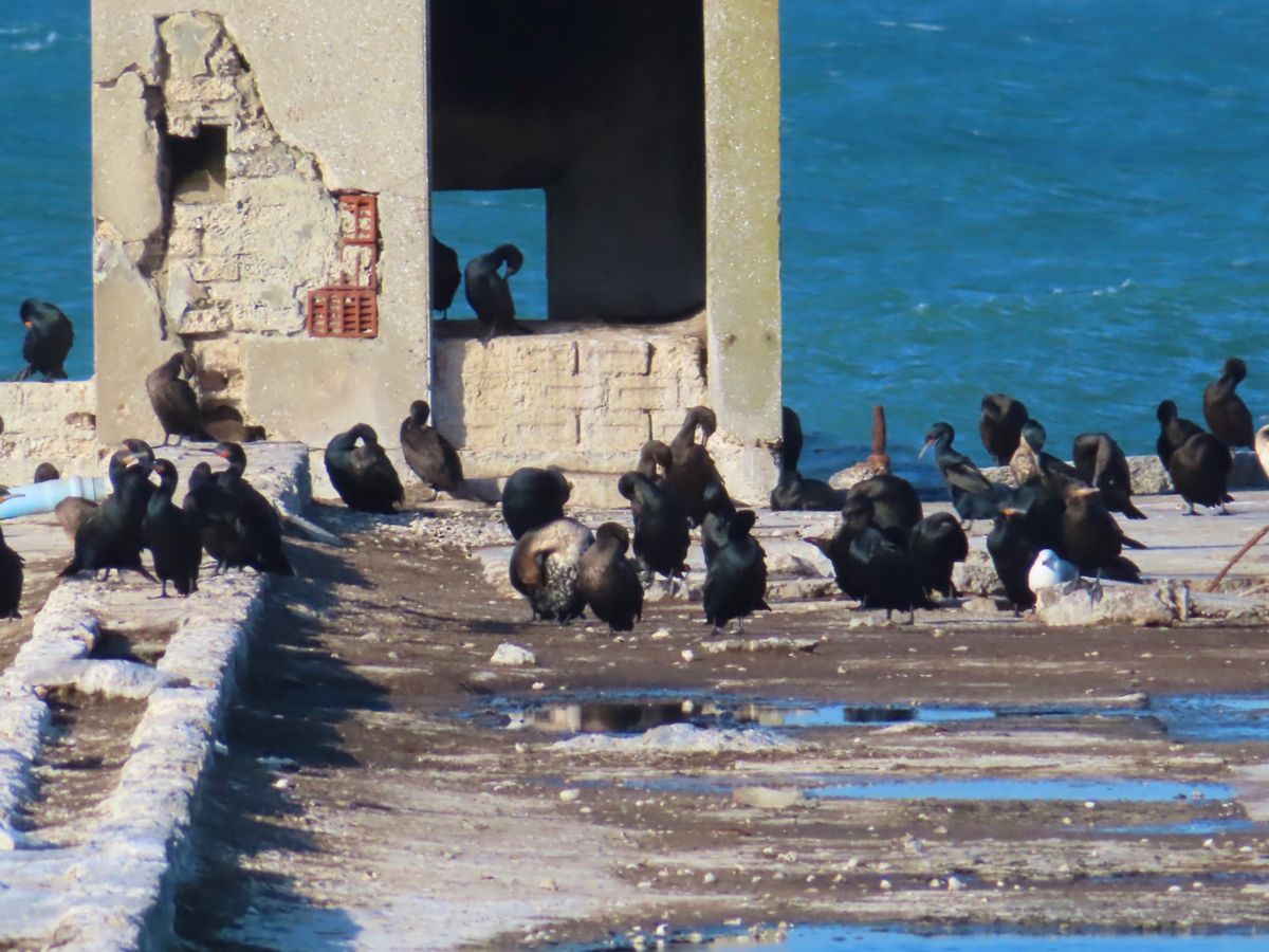 ロベン島にいる野鳥たち
バードウォッチャーは毎日色んな野鳥を見れて楽しいだ...