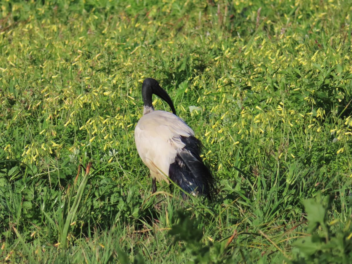 ロベン島にいる野鳥たち
バードウォッチャーは毎日色んな野鳥を見れて楽しいだ...
