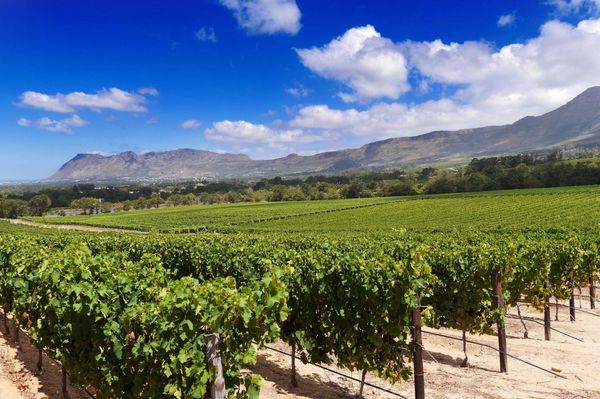 南アフリカ・Cape Town「南部アフリカ旅(南アフリカ)」の写真：ケープタウン近郊のワイナリー見学！