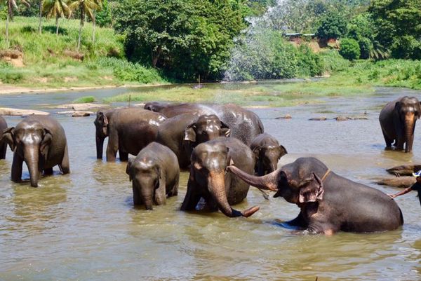 スリランカ・Colombo「2017/8 Sri Lanka」の写真：スリランカ２日目。
ピワンナラワで象さん...