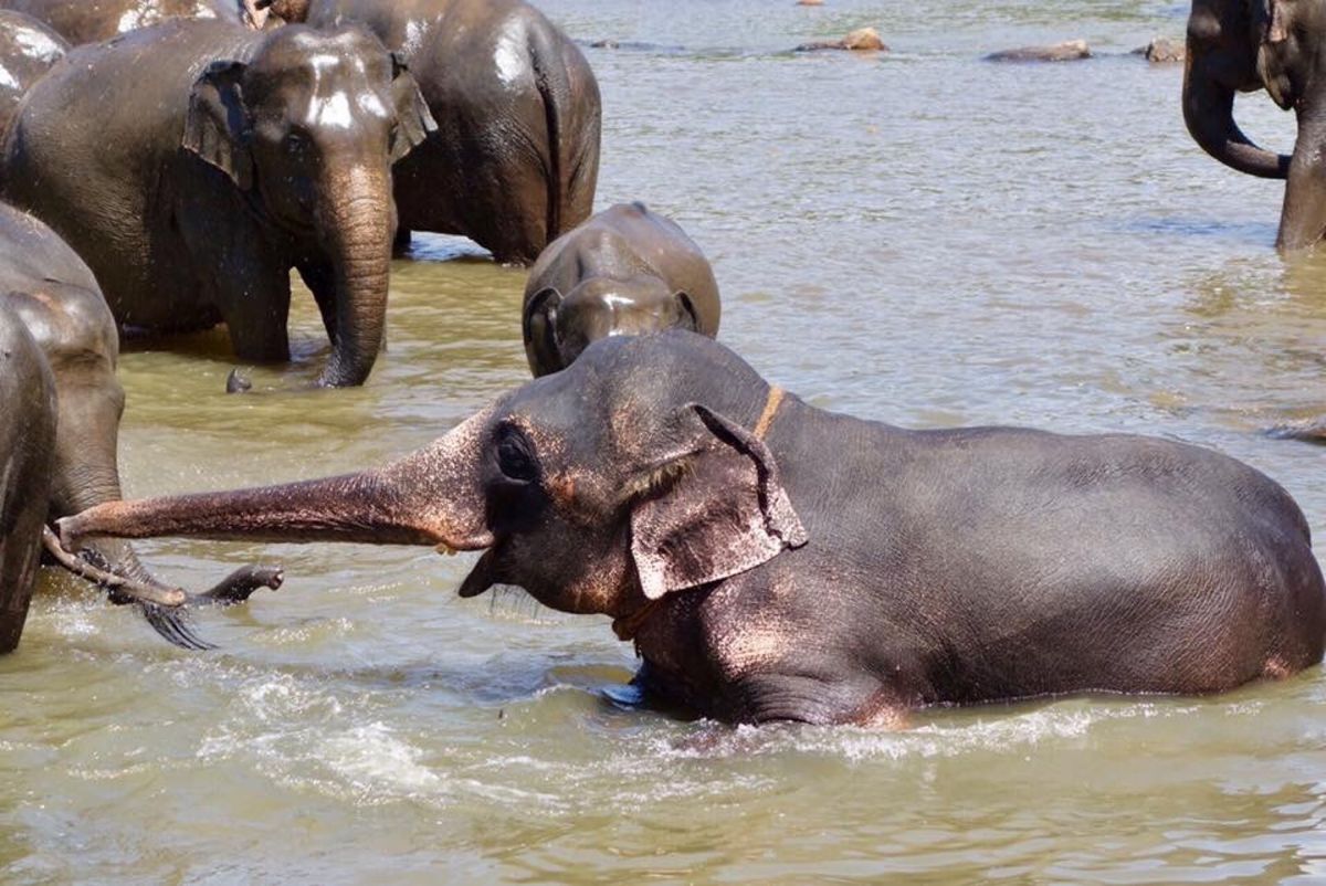 スリランカ２日目。
ピワンナラワで象さんを観て、ローカルバスでダンブッラ！