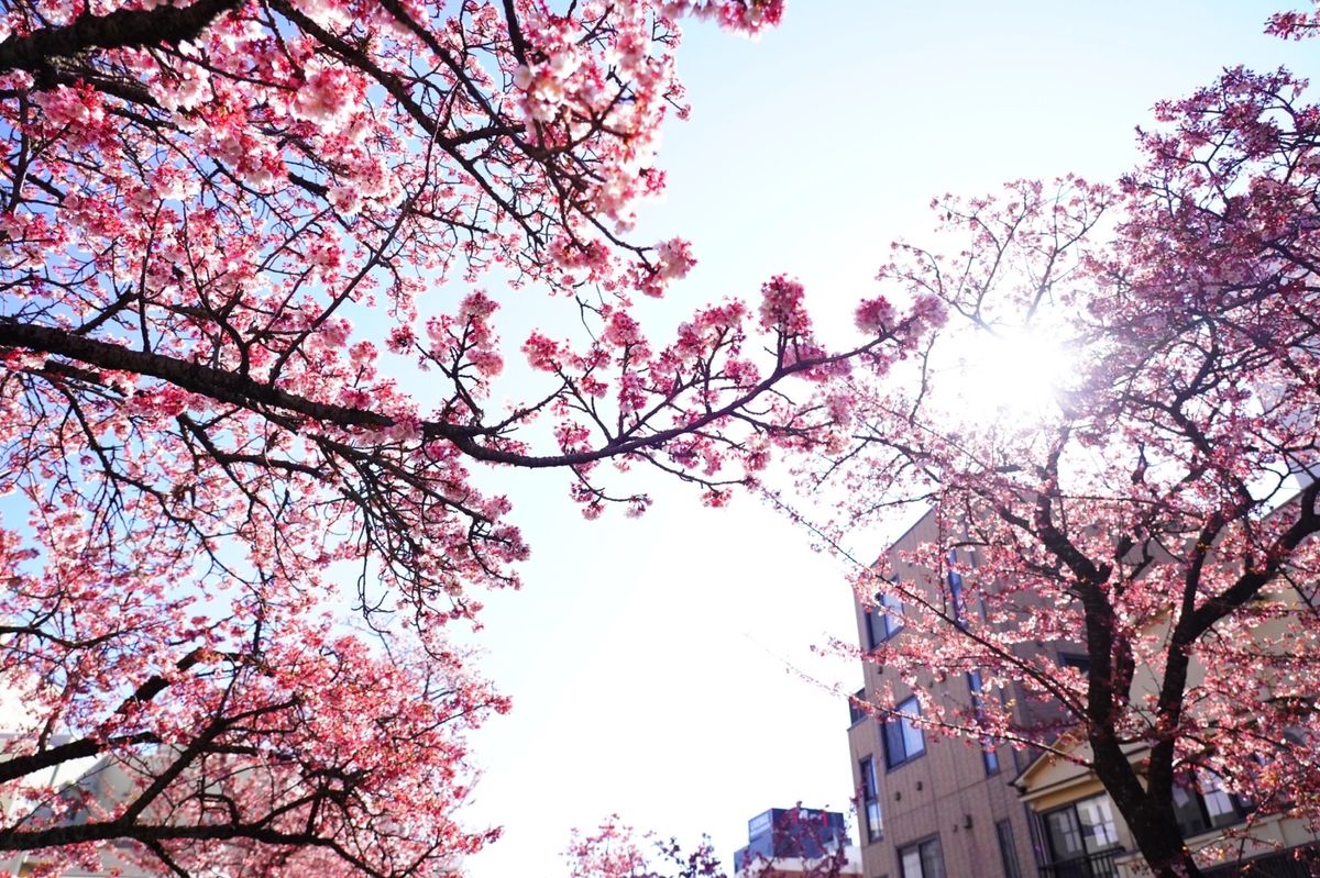 熱海市にある日本一早く咲く桜【熱海桜】