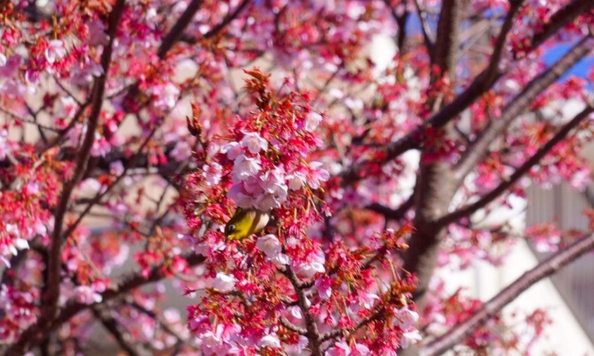 熱海市にある日本一早く咲く桜【熱海桜】