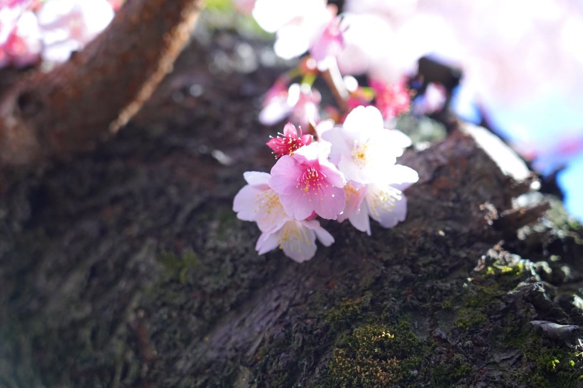 熱海市にある日本一早く咲く桜【熱海桜】