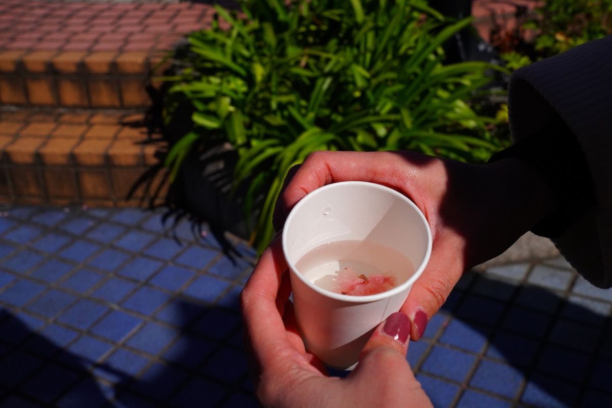 熱海市にある日本一早く咲く桜【熱海桜】