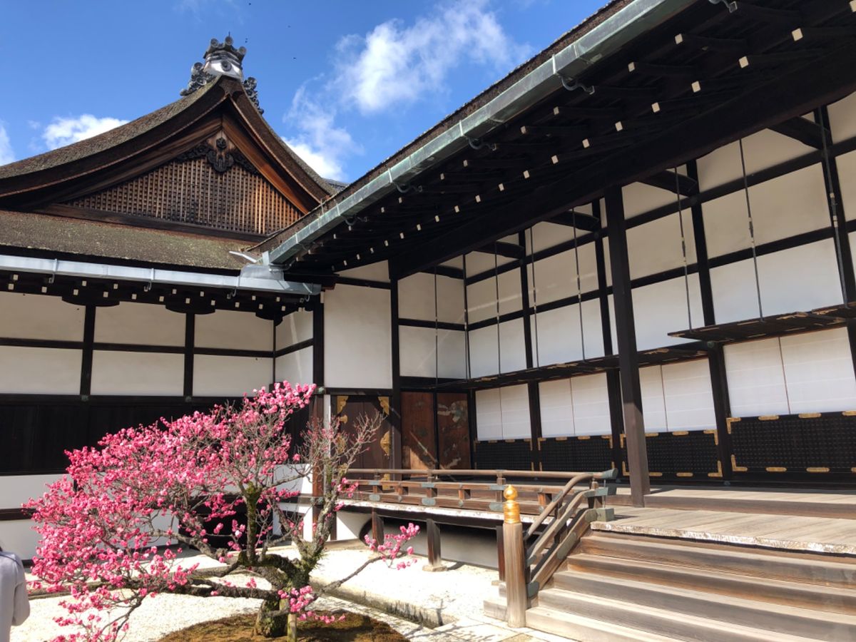 京都御所では即位のパレードで使われたオープンカーが展示されていました。