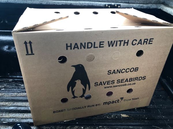 南アフリカ・ケープタウン「ペンギン調査に参加！」の写真：発育不良のペンギンベイビーちゃんは
こう...