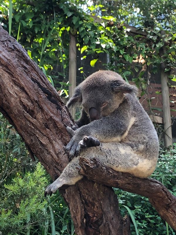 オーストラリア連邦・ケアンズ「オーストラリア」の写真：コアラがこんなに可愛いなんて‪‪❤︎‬
...