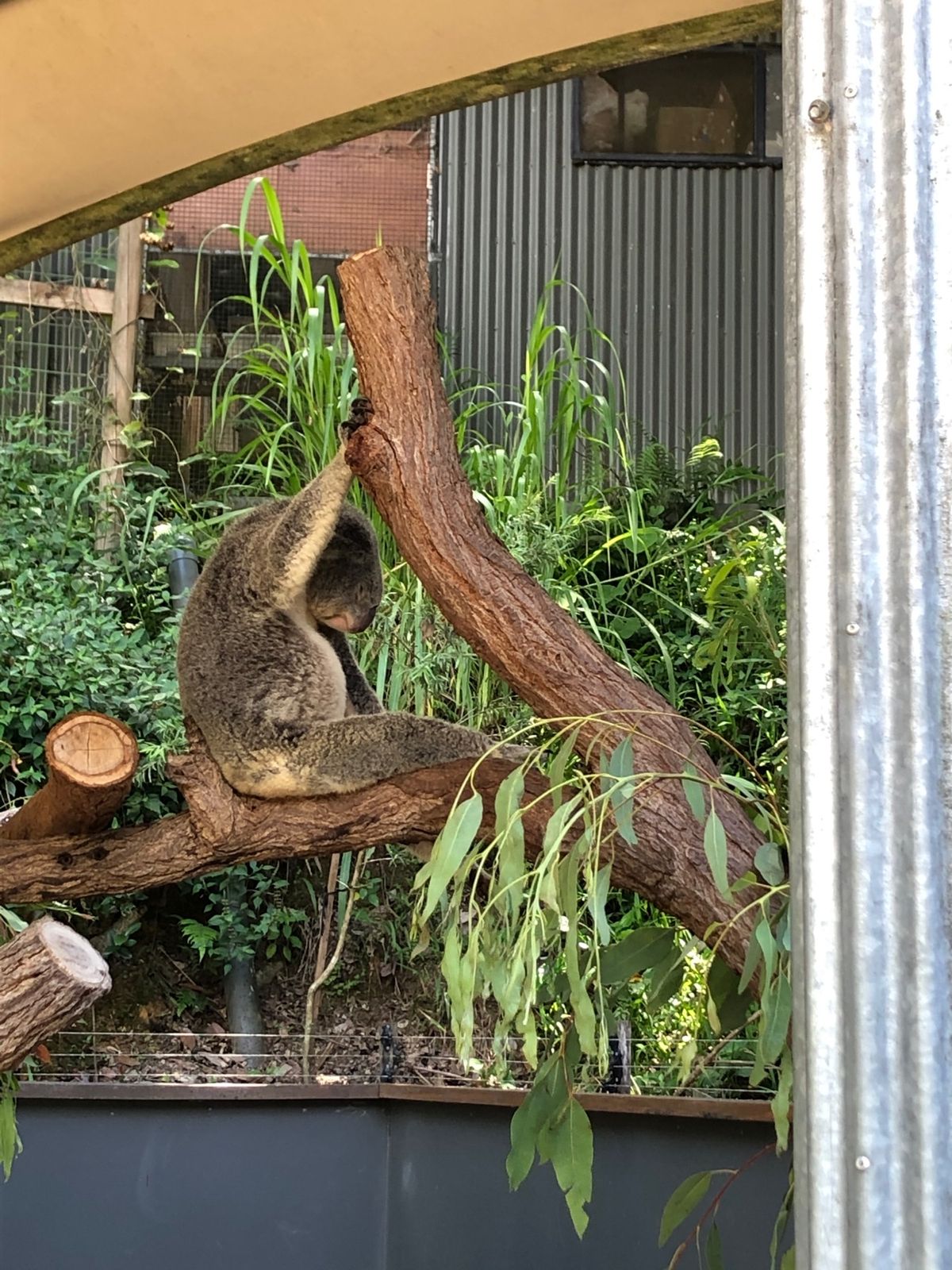 コアラがこんなに可愛いなんて‪‪❤︎‬
もうメロメロ( *ˊᵕˋ)‪‪❤︎...