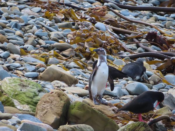 南アフリカ・ケープタウン「ペンギン調査に参加！」の写真：moult count でのペンギンちゃ...
