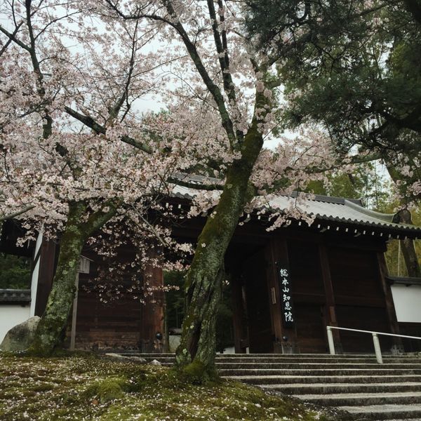 日本・京都府「京都桜、お花見の旅・2016」の写真