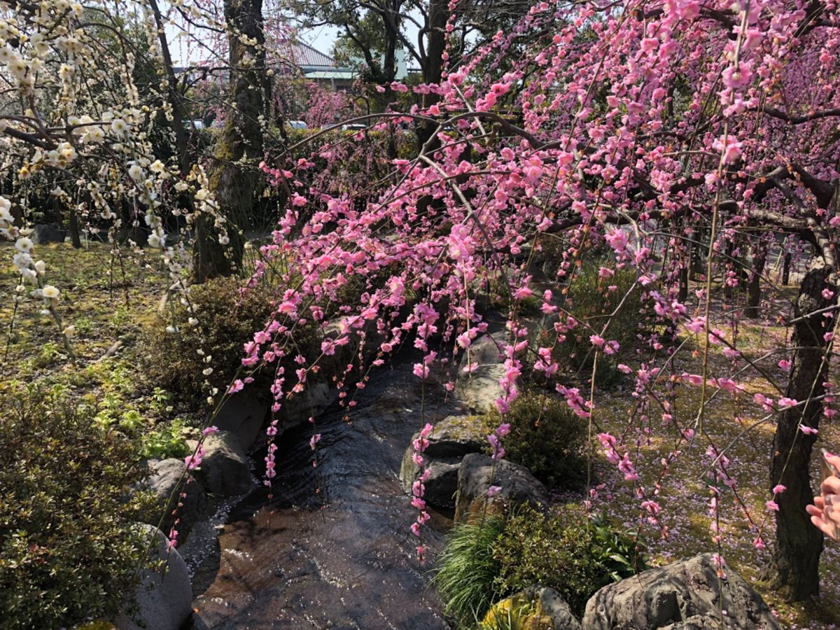 京都の梅の名所の一つ城南宮