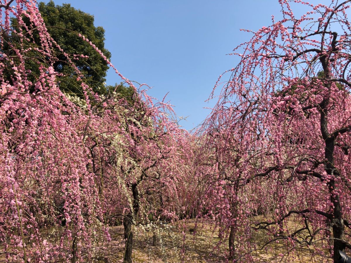 京都の梅の名所の一つ城南宮