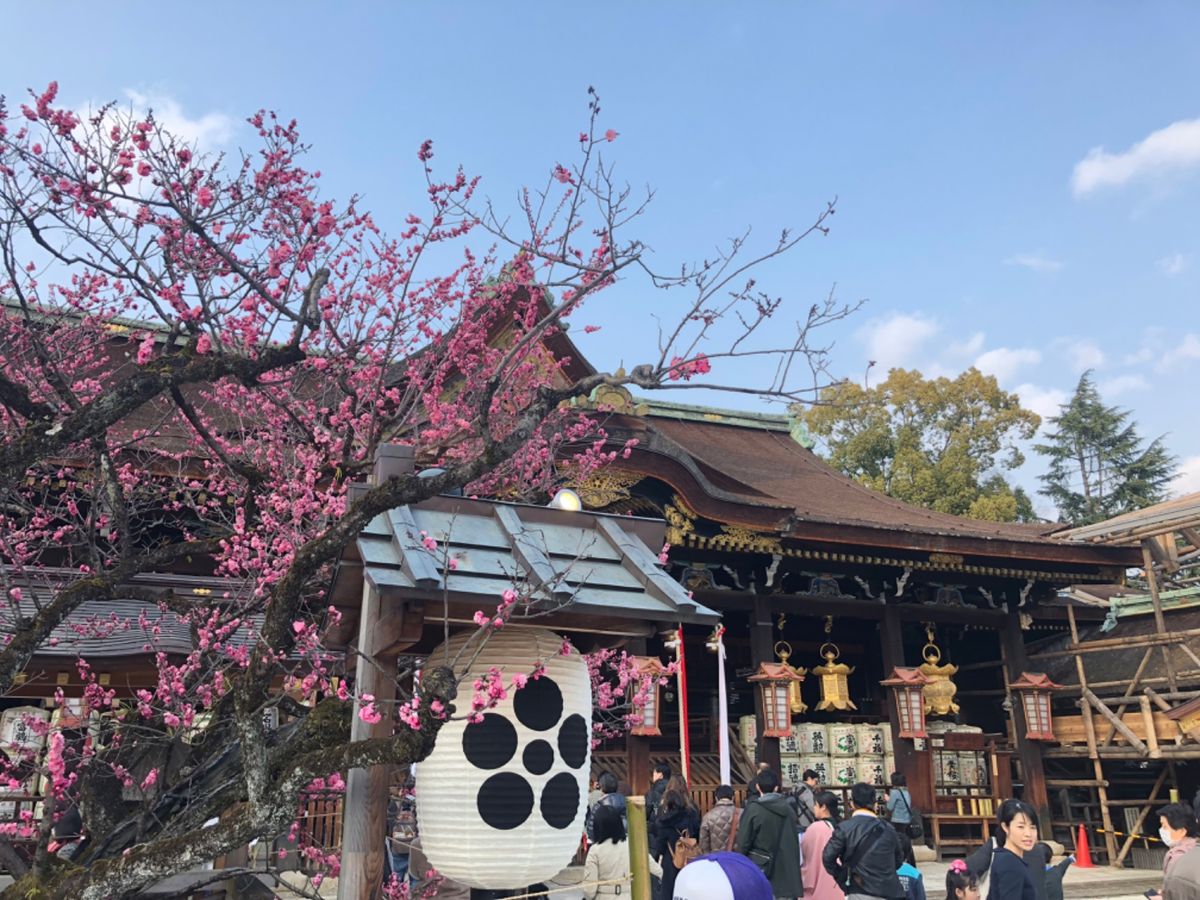 京都の梅というとやはり北野天満宮が一番かな。ここの梅園は見事です。