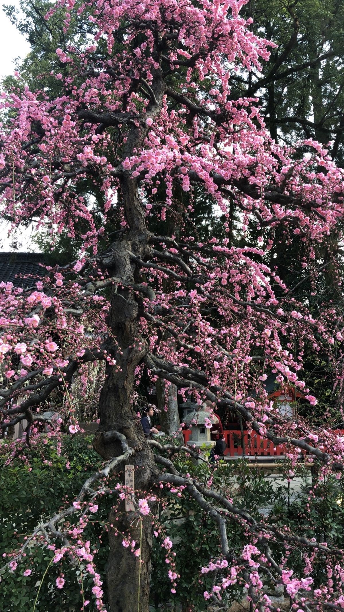 京都の梅というとやはり北野天満宮が一番かな。ここの梅園は見事です。