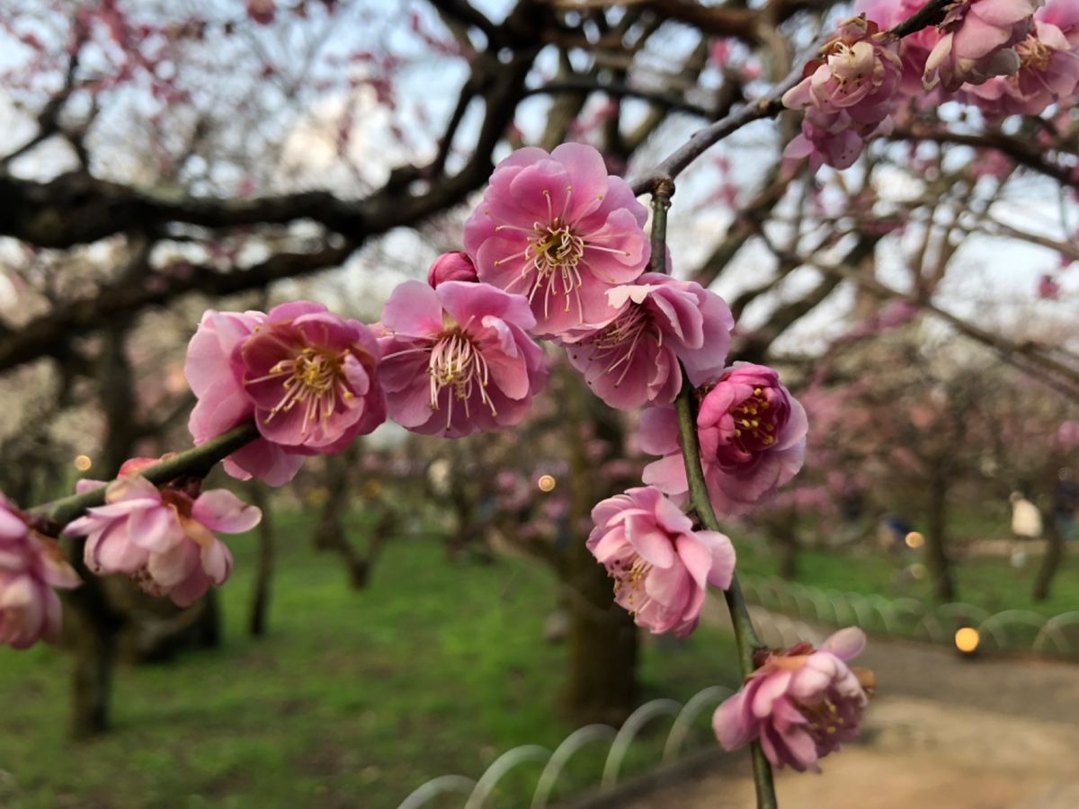 京都の梅というとやはり北野天満宮が一番かな。ここの梅園は見事です。