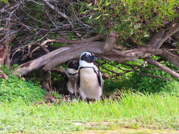 南アフリカ・ケープタウン「ペンギン調査に参加！」の写真：Moult Countで出会ったペンギン...