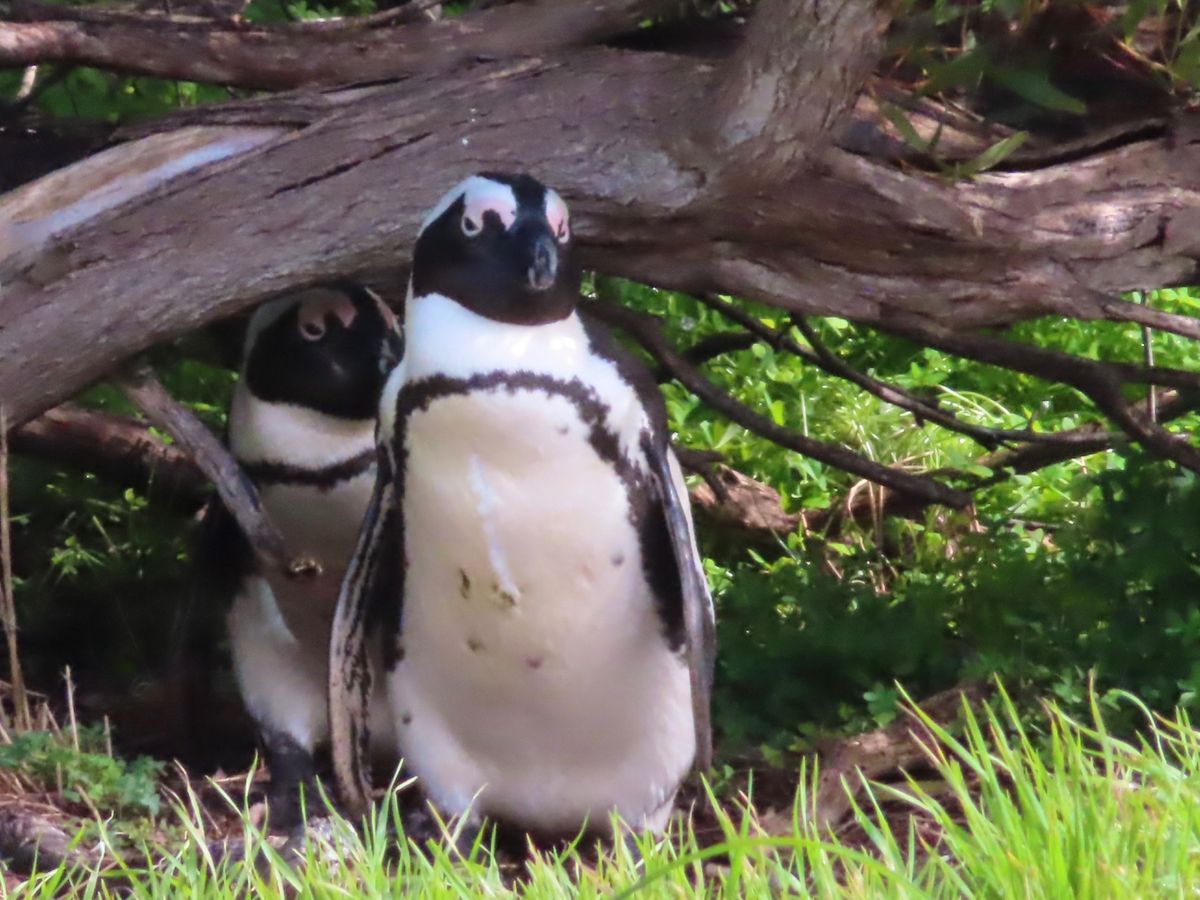 Moult Countで出会ったペンギンちゃんの集団

この日は海が大荒れ...
