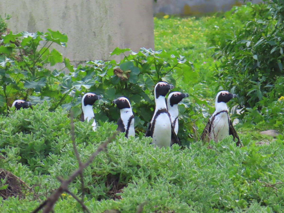 Moult Countで出会ったペンギンちゃんの集団

この日は海が大荒れ...