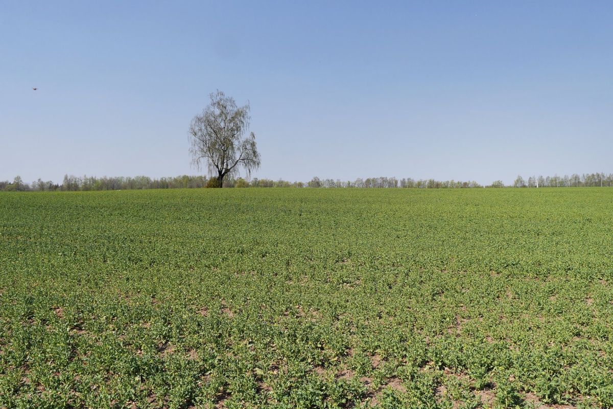 リトアニアのシャウレイという町から乗合いバンで40分ほど
十字架の丘に着き...