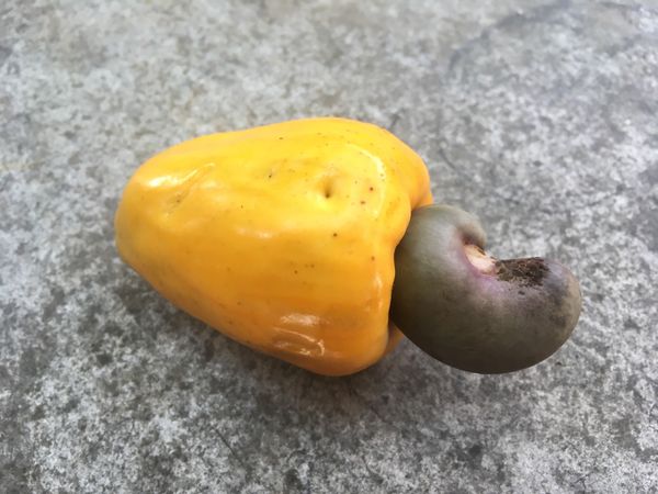 ベトナム「ベトナム」の写真：ベトナム南部ではこの時期にしかないため、...