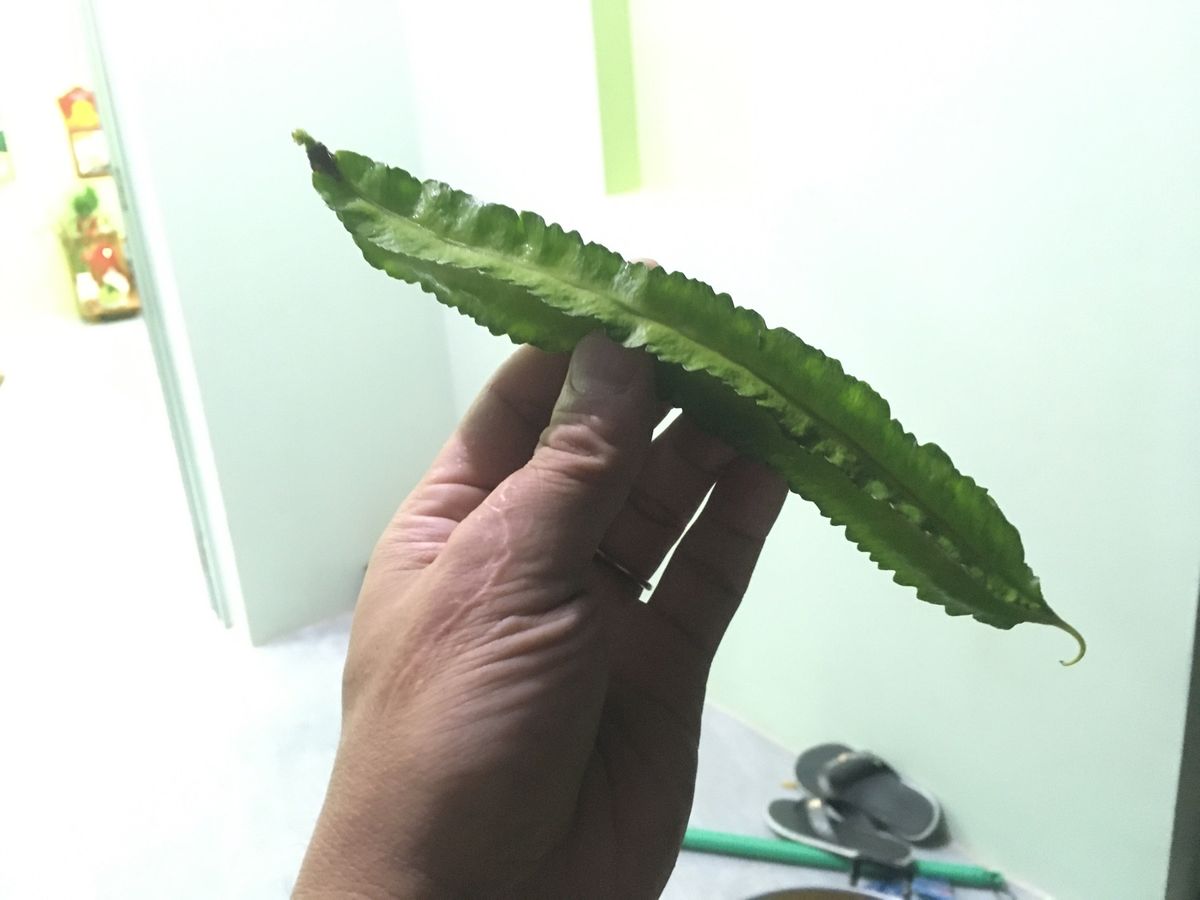 ベトナム南部ではこの時期にしかないため、久々に食べるカシューの実。渋みはあ...