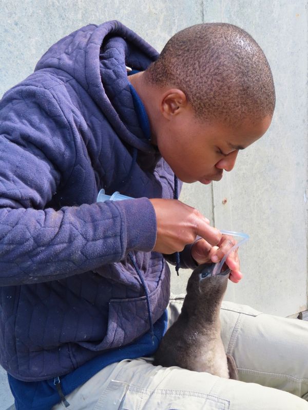 南アフリカ・ケープタウン「ペンギン調査に参加！」の写真：発育不良の雛にゴハンをあげるところ
シリ...