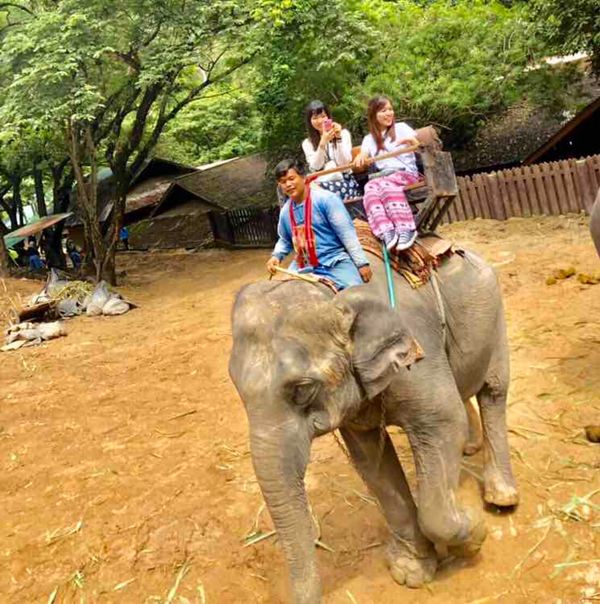 タイ「チェンマイ研修🏥」の写真