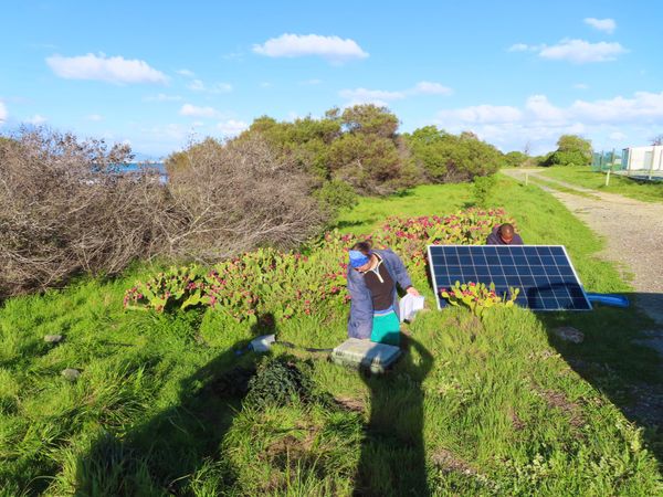南アフリカ・ケープタウン「ペンギン調査に参加！」の写真：最後のトランスポンダー設置変更
あーじゃ...