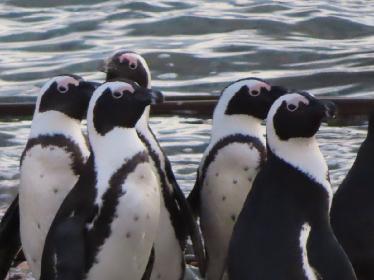夕陽を見に行ったときに
偶然遭遇したペンギン集団

可愛すぎて夢中で撮影
...