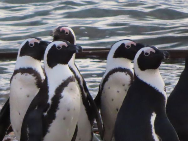 南アフリカ・ケープタウン「ペンギン調査に参加！」の写真：夕陽を見に行ったときに
偶然遭遇したペン...