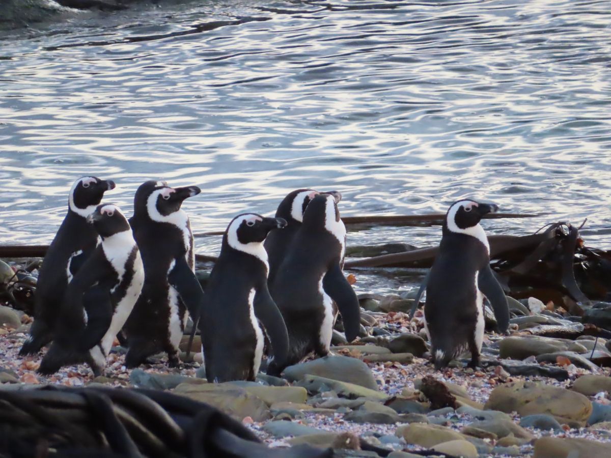 夕陽を見に行ったときに
偶然遭遇したペンギン集団

可愛すぎて夢中で撮影
...