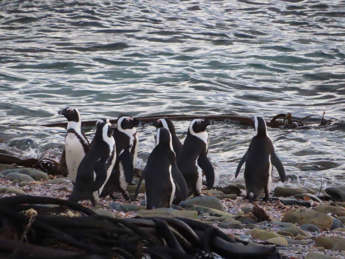 夕陽を見に行ったときに
偶然遭遇したペンギン集団

可愛すぎて夢中で撮影
...